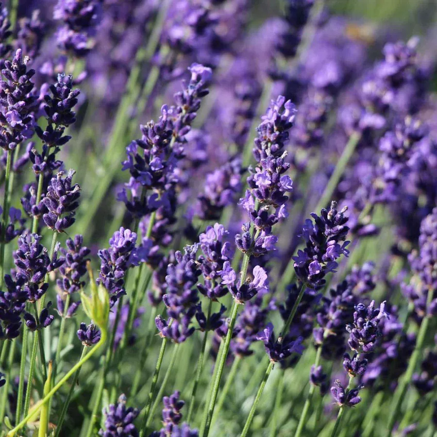 lavanda-uzkolistnaya