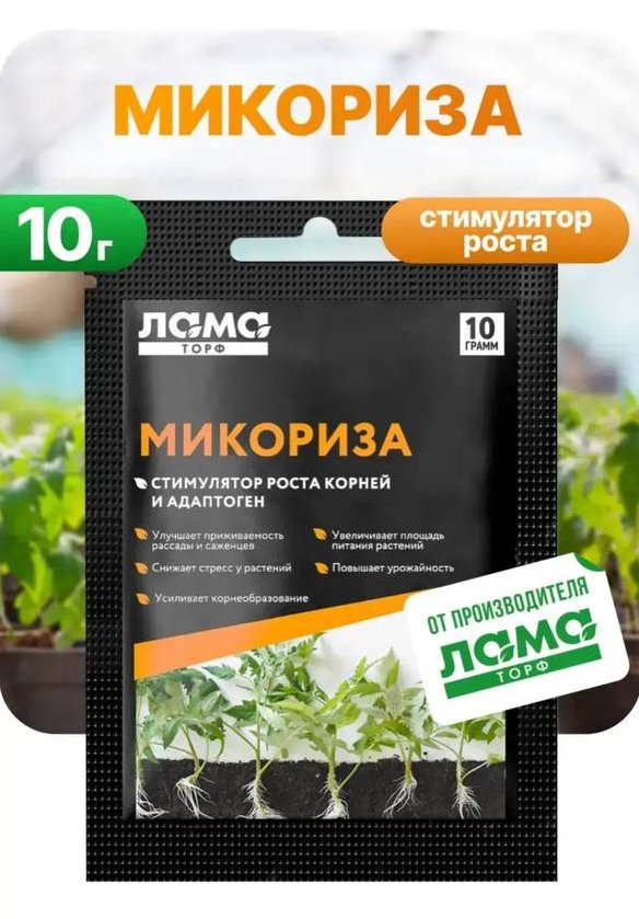 mikoriza